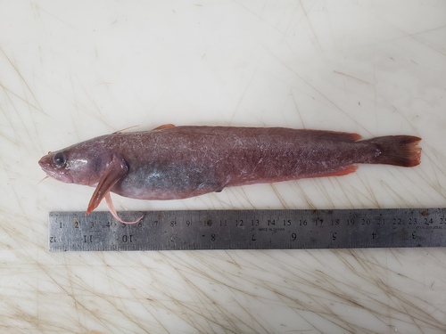 Arctic rockling (Gaidropsarus argentatus) — Lotidae