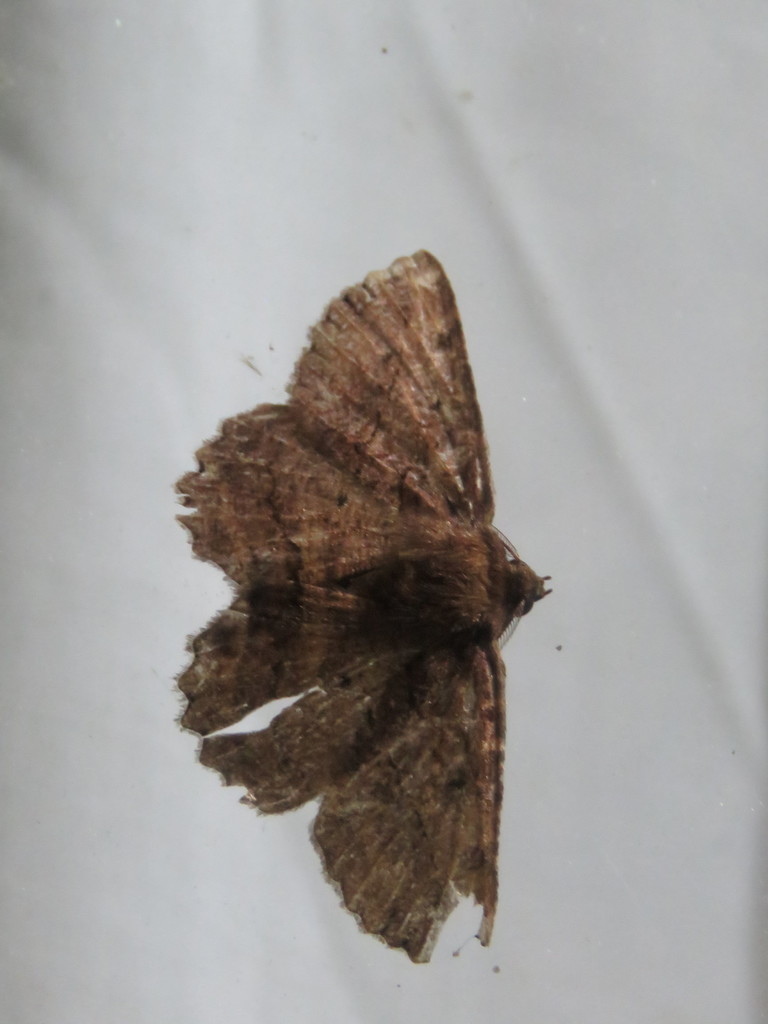 Dasyboarmia delineata