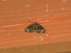 Ecliptopera furvoides