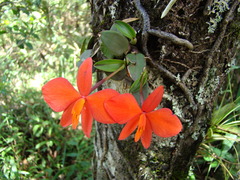 Cattleya mantiqueirae