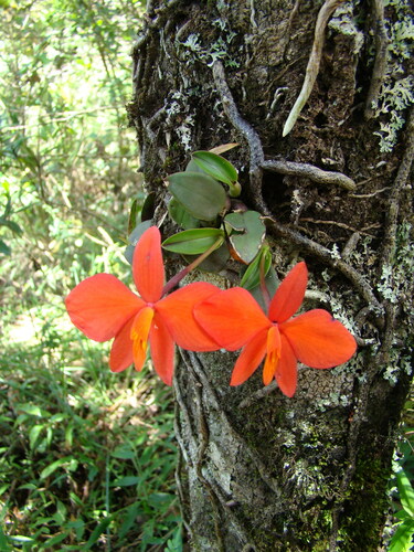 Cattleya mantiqueirae, photograph 1