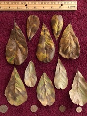 Quercus sinuata sinuata