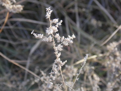 Eragrostis echinochloidea