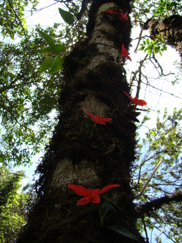 Cattleya mantiqueirae, photograph 2