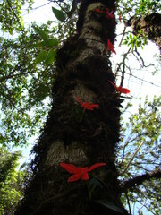 Cattleya mantiqueirae, photograph Yoannis Domínguez, CC BY, iNaturalist via GBIF