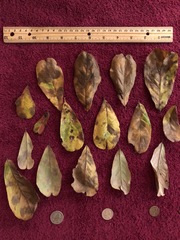 Quercus sinuata sinuata
