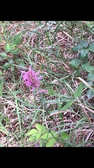 Agastache pallidiflora