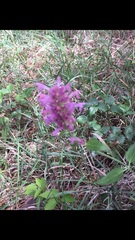 Agastache pallidiflora
