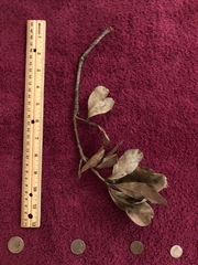 Quercus sinuata sinuata