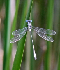 Lestes unguiculatus