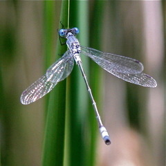 Lestes unguiculatus