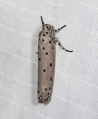 Ethmia praeclara
