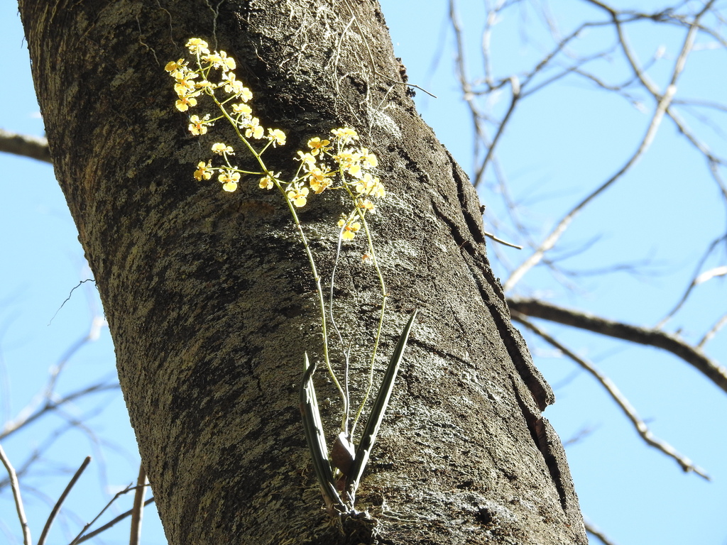 Trichocentrum cebolleta