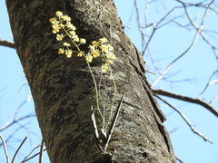 Trichocentrum cebolleta, photograph author not stated, no rights reserved