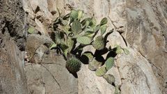 Agave victoriae-reginae