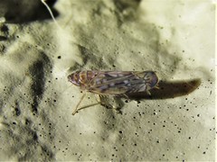 Scaphoideus productus
