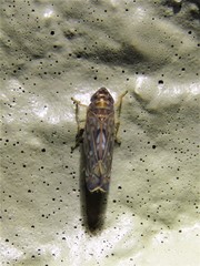 Scaphoideus productus
