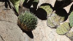 Agave victoriae-reginae