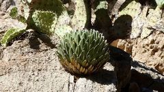 Agave victoriae-reginae
