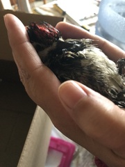 Sphyrapicus varius image