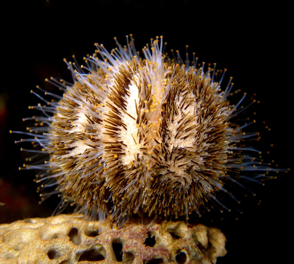Amblypneustes