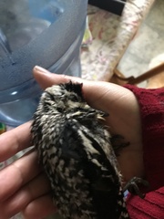 Sphyrapicus varius image
