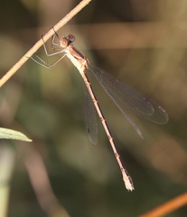 Lestes rectangularis