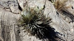 Hechtia mapimiana
