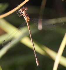 Lestes rectangularis