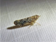 Scaphoideus productus