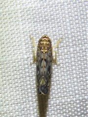 Scaphoideus productus
