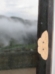 Perixera melantroches