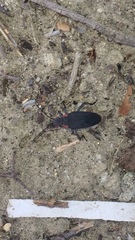 Jadera haematoloma
