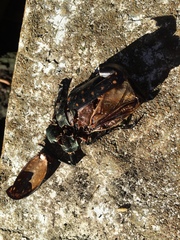 Cheirotonus formosanus