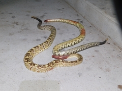 Crotalus molossus