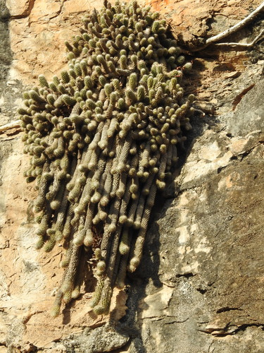 Cochemiea thomasii, photograph 5