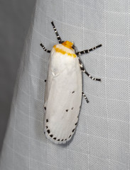 Cryptophasa delocentra