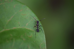 Camponotus leydigi
