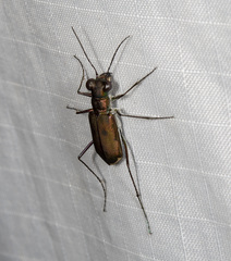 Myriochila semicincta