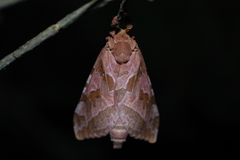Sthenopis purpurascens