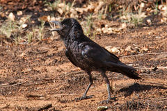 Corvus bennetti