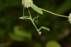 Stagmatoptera binotata