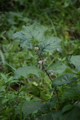 Solanum stramoniifolium