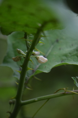 Solanum stramoniifolium