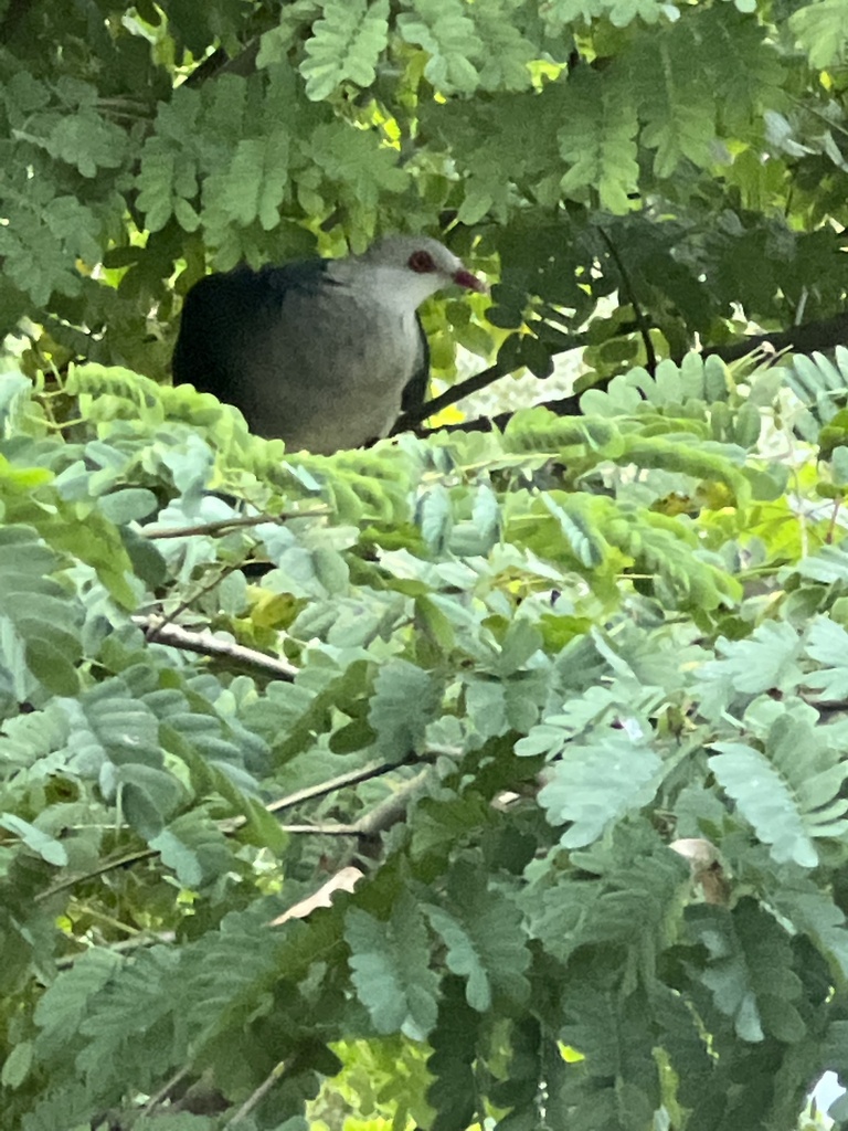 White-headed Pigeon from Terania St, North Lismore, NSW, AU on June 6 ...