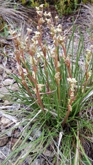 Aciphylla simplicifolia