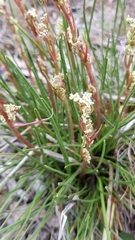 Aciphylla simplicifolia