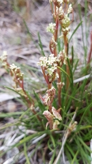 Aciphylla simplicifolia