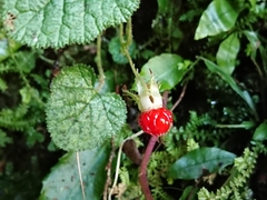Rubus pectinellus