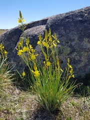 Bulbine glauca